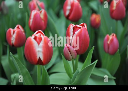 Rouge aux bords blancs tulipes de Triumph (Tulipa) Paradise City fleurissent dans un jardin en avril Banque D'Images