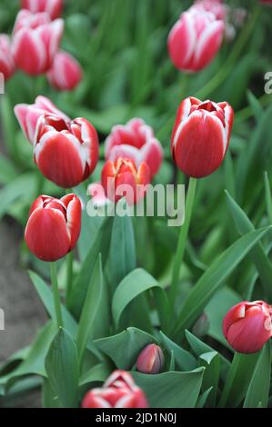 Rouge aux bords blancs tulipes de Triumph (Tulipa) Paradise City fleurissent dans un jardin en avril Banque D'Images