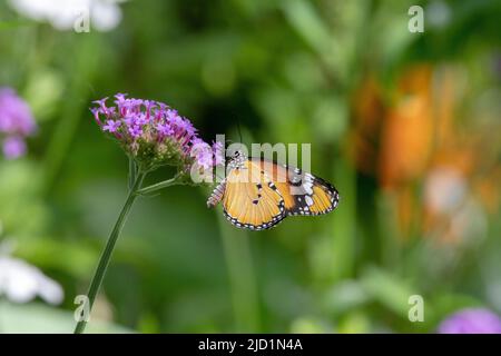 Papillon tigre (Danaus chrysippus chrysippus) à l'envers se nourrissant de petites fleurs violettes isolées de feuilles vertes tropicales Banque D'Images