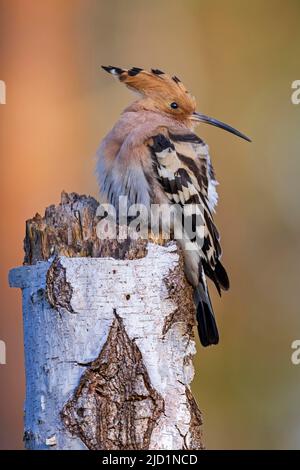 Hoopoe (Upupa epops) lever du soleil, repos, oiseau de l'année 2022, Réserve de biosphère de l'Elbe moyen, Saxe-Anhalt, Allemagne Banque D'Images