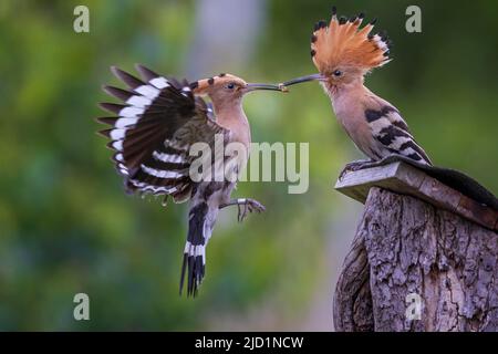 Hoopoe (Upupa epops) homme et femme qui livre de la nourriture à la terrière reproductrice, oiseau de l'année 2022, Réserve de biosphère de l'Elbe centrale, Saxe-Anhalt Banque D'Images