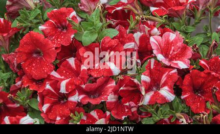 Fleurs pétunia rouges et blanches. Motifs naturels colorés de fleurs pétunia rouges ou roses avec des rayures blanches fleuries dans le jardin Banque D'Images