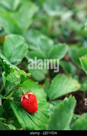 Fraises rouges sur feuilles vertes. Arrière-plan flou. Macro. Jardin, floriculture de jardin, agriculture Banque D'Images