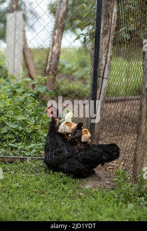 Les poulets sont assis sur une poule de poulet, Agriculture, aviculture Banque D'Images