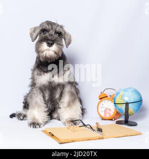 Miniature schnauzer blanc et gris, à côté d'un bloc-notes et d'un stylo, d'une horloge, d'un globe sur fond clair, d'un espace de copie. Chien étudiant. Retour à scho Banque D'Images