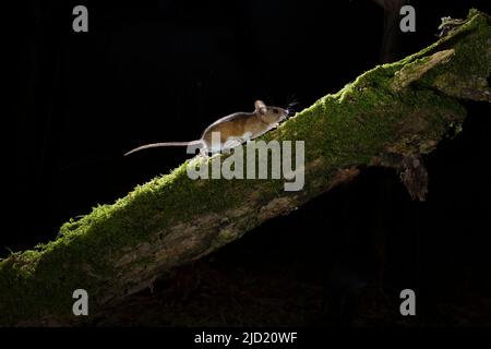 Une souris en bois Apodemus sylvaticus courant une branche dans les bois la nuit Banque D'Images