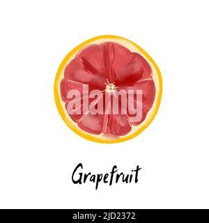 Illustration d'une tranche de pamplemousse de style aquarelle Illustration de Vecteur