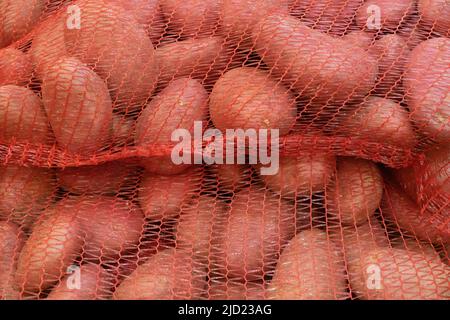 Pommes de terre rouges dans des sacs de filet de toile de toile rouge sur la palette au marché. Aliments crus de fond Banque D'Images