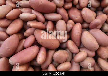 Tas de pommes de terre rouges, vue du dessus de la nourriture crue. Fond plein cadre Banque D'Images