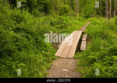 Une passerelle faite de tables de pique-nique traversant une crique dans les bois. Banque D'Images