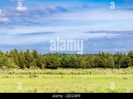 heron dans un paysage d'été Banque D'Images