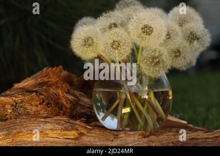 encore la vie avec des pissenlits dans un vase sur fond de bois Banque D'Images