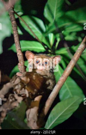 Portrait d'un tarsier dans la réserve naturelle de Tangkoko Batuangus, dans le nord de Sulawesi, en Indonésie. Banque D'Images