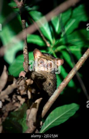 Portrait d'un tarsier dans la réserve naturelle de Tangkoko Batuangus, dans le nord de Sulawesi, en Indonésie. Banque D'Images