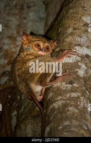 Tarsier spectral dans la réserve naturelle de Tangkoko, Sulawesi du Nord, Indonésie. Banque D'Images