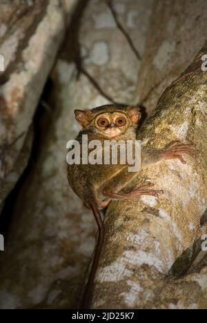 Tarsier spectral dans la réserve naturelle de Tangkoko, Sulawesi du Nord, Indonésie. Banque D'Images