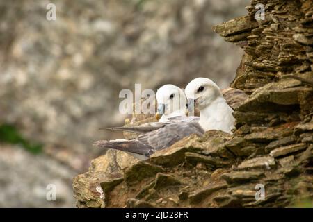 Une paire de fulmar s'est assise sur une falaise avec vue sur la mer Banque D'Images