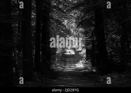 Homme marchant dans une voie avec la lumière du soleil se brisant à travers les arbres. Banque D'Images