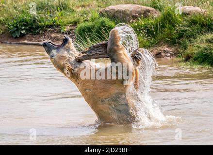 Nobby l'ours polaire se rafraîchit alors qu'il joue dans un lac au Yorkshire Wildlife Park de Doncaster. Selon le bureau met, on s'attend à ce que 34C (93,2F) de places se trouvent vendredi à Londres et potentiellement à East Anglia. Date de la photo: Vendredi 17 juin 2022. Banque D'Images