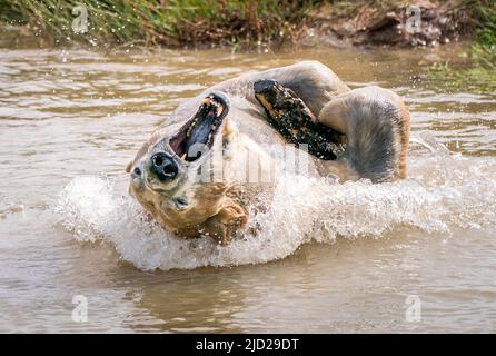 Nobby l'ours polaire se rafraîchit alors qu'il joue dans un lac au Yorkshire Wildlife Park de Doncaster. Selon le bureau met, on s'attend à ce que 34C (93,2F) de places se trouvent vendredi à Londres et potentiellement à East Anglia. Date de la photo: Vendredi 17 juin 2022. Banque D'Images