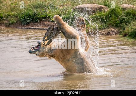 Nobby l'ours polaire se rafraîchit alors qu'il joue dans un lac au Yorkshire Wildlife Park de Doncaster. Selon le bureau met, on s'attend à ce que 34C (93,2F) de places se trouvent vendredi à Londres et potentiellement à East Anglia. Date de la photo: Vendredi 17 juin 2022. Banque D'Images