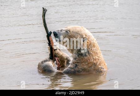 Nobby l'ours polaire se rafraîchit alors qu'il joue dans un lac au Yorkshire Wildlife Park de Doncaster. Selon le bureau met, on s'attend à ce que 34C (93,2F) de places se trouvent vendredi à Londres et potentiellement à East Anglia. Date de la photo: Vendredi 17 juin 2022. Banque D'Images