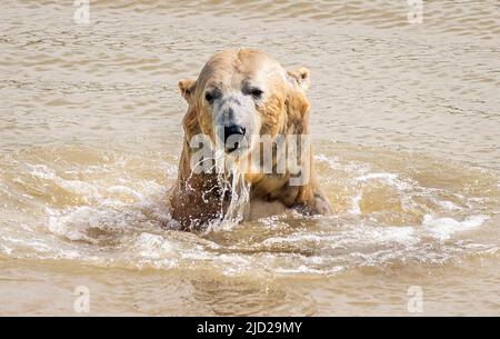 Nobby l'ours polaire se rafraîchit alors qu'il joue dans un lac au Yorkshire Wildlife Park de Doncaster. Selon le bureau met, on s'attend à ce que 34C (93,2F) de places se trouvent vendredi à Londres et potentiellement à East Anglia. Date de la photo: Vendredi 17 juin 2022. Banque D'Images