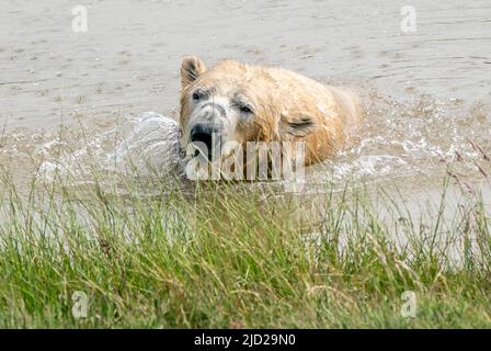 Nobby l'ours polaire se rafraîchit alors qu'il joue dans un lac au Yorkshire Wildlife Park de Doncaster. Selon le bureau met, on s'attend à ce que 34C (93,2F) de places se trouvent vendredi à Londres et potentiellement à East Anglia. Date de la photo: Vendredi 17 juin 2022. Banque D'Images