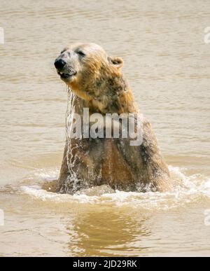 Nobby l'ours polaire se rafraîchit alors qu'il joue dans un lac au Yorkshire Wildlife Park de Doncaster. Selon le bureau met, on s'attend à ce que 34C (93,2F) de places se trouvent vendredi à Londres et potentiellement à East Anglia. Date de la photo: Vendredi 17 juin 2022. Banque D'Images