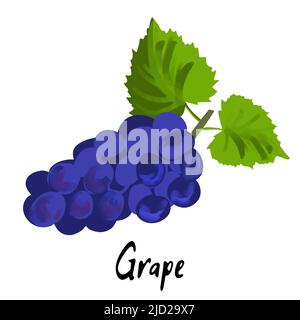 Illustration de raisins bleus isolés sur fond blanc Illustration de Vecteur