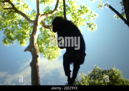 Un macaque noir à crête Sulawesi est silhouetté contre un ciel lumineux alors qu'il escalade un liana dans la réserve naturelle de Tangkoko Batuangus dans le nord de Sulawesi, Indonésie. L'habitat naturel de cette espèce protégée est la forêt de plaines qui s'étend du niveau de la mer à une altitude d'environ 1 300 mètres, selon les scientifiques primates. Banque D'Images