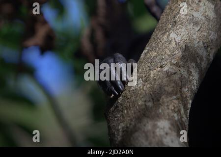 Les doigts d'un macaque à crête noire (Macaca nigra) sont photographiés sur une branche d'arbre, alors qu'il repose dans la forêt de Tangkoko, Sulawesi du Nord, Indonésie. Banque D'Images