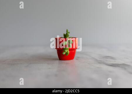 Une corde de larmes dans un pot rouge miniature avec un fond isolé Banque D'Images