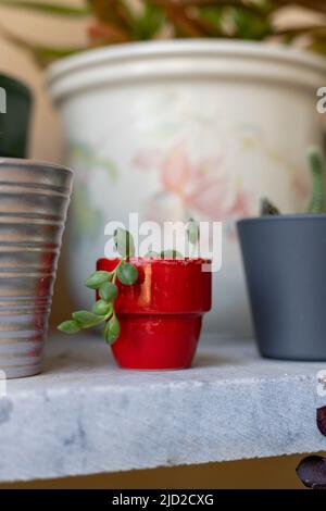 Senecio rowleyanus dans un pot miniature rouge Banque D'Images