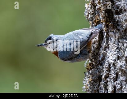 Un Nuthatch de Krüper (Sitta krueperi) se forant sur un tronc d'arbre. Antalya, Türkiye. Banque D'Images