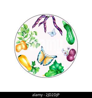Variété de légumes aquarelle illustration isolée. Pommes de terre, haricots noirs, courge, concombres, papillons peints à la main. Légumes colorés pour de Banque D'Images
