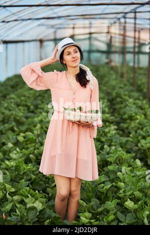 Femme cueillant des fraises fraîches dans la serre. Entreprise locale. Nourriture naturelle d'été. Panier avec baies fraîches bio - nourriture saine fraise Banque D'Images