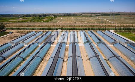 (220617) -- YINCHUAN, 17 juin 2022 (Xinhua) -- photo aérienne prise sur 14 juin 2022 montre des serres en plastique dans la réserve écologique nationale Baijitan de Lingwu, région autonome de Ningxia hui, dans le nord-ouest de la Chine. Grâce à trois générations d'efforts dédiés de contrôle du sable, une oasis de 42 000 hectares a été créée dans la réserve écologique nationale Baijitan de Lingwu, à la limite sud-ouest du vaste désert de Maowusu. L'oasis est maintenant devenue une barrière protectrice importante pour le système écologique dans le nord-ouest de la Chine. Afin de contrôler efficacement le désert, les habitants les ont dédiés Banque D'Images