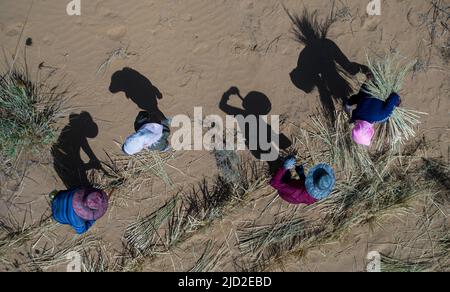 (220617) -- YINCHUAN, 17 juin 2022 (Xinhua) -- dans cette photo aérienne, les travailleurs du contrôle du sable font des barrières de damier dans la réserve écologique nationale Baijitan de Lingwu, dans la région autonome de Ningxia hui, au nord-ouest de la Chine, à 16 juin 2022. Grâce à trois générations d'efforts dédiés de contrôle du sable, une oasis de 42 000 hectares a été créée dans la réserve écologique nationale Baijitan de Lingwu, à la limite sud-ouest du vaste désert de Maowusu. L'oasis est maintenant devenue une barrière protectrice importante pour le système écologique dans le nord-ouest de la Chine. Afin de contrôler efficacement le déditeur Banque D'Images