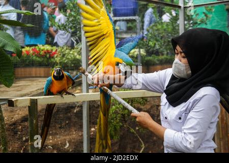 Bandung, Java-Ouest, Indonésie. 17th juin 2022. Un visiteur a pris une photo avec des oiseaux au mini zoo de Sekemala Integrated Farm. Le Gouvernement de la ville de Bandung (Pemkot) présente une zone agricole intégrée 'Sekemala Integrated Farming'. Buruan SAE (Good yard) est un programme intégré d'agriculture urbaine développé par le Service de l'alimentation et de l'agriculture (DISPANGTAN) de la ville de Bandung. Ce programme vise à répondre aux besoins alimentaires indépendamment des résidents en plantant des cultures vivrières dans la cour. (Image de crédit : © Algi Febri Sugita/ZUMA Press Wire) Banque D'Images