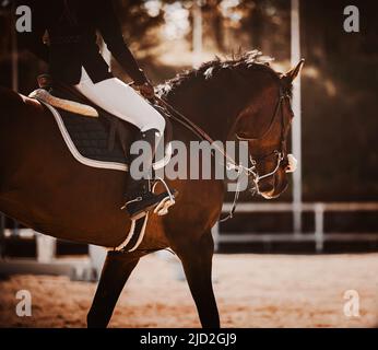 Un beau cheval de baie fort avec un cavalier dans la selle marche à travers l'arène lors d'une soirée d'automne ensoleillée. Sports équestres. Équitation. Banque D'Images