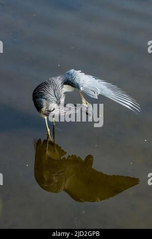 Un Heron tricolore, Egretta tricolor, préentant ses plumes dans un marais humide. South Padre Island Birding Center, Texas. Banque D'Images