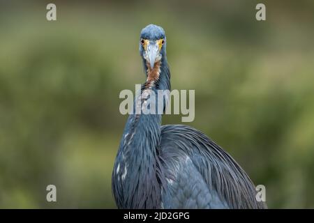 Un portrait d'un Heron tricolore, Egretta tricolor, dans un marais humide du South Padre Island Birding Center, au Texas. Banque D'Images