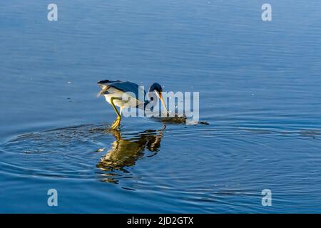 Un héron tricolore, Egretta tricolor, frappe un poisson dans un marais humide du South Padre Island Birding Center, Texas. Banque D'Images