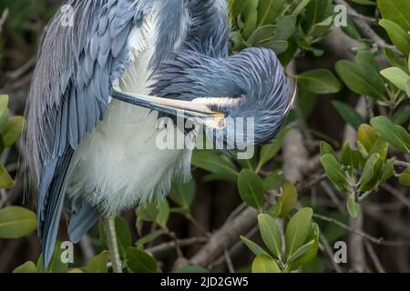 Un Heron tricolore, Egretta tricolor, qui fait ses plumes dans un mangrove noir. South Padre Island Birding Center, Texas. Banque D'Images