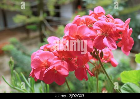 Des bunches de géranium rose chaud (Pelargonium) éblouissant au soleil Banque D'Images