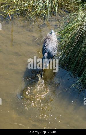 Un héron tricolore, Egretta tricolor, frappe un poisson dans un marais humide du South Padre Island Birding Center, Texas. Banque D'Images