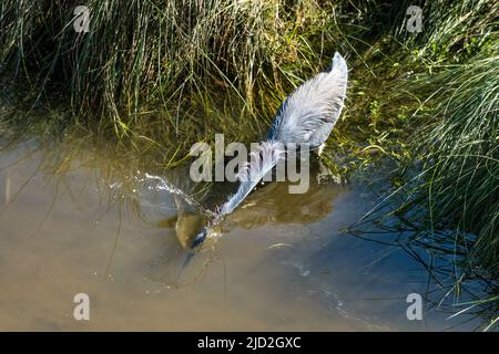 Un héron tricolore, Egretta tricolor, frappe un poisson dans un marais humide du South Padre Island Birding Center, Texas. Banque D'Images