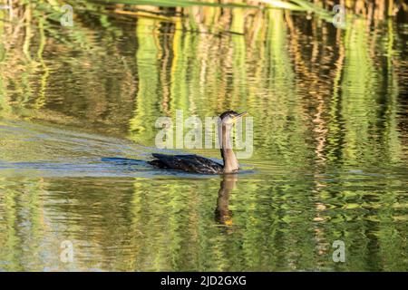 Un Cormorant néotrope nageant dans le Centre d'observation des oiseaux de l'île de Padre, Texas. Banque D'Images