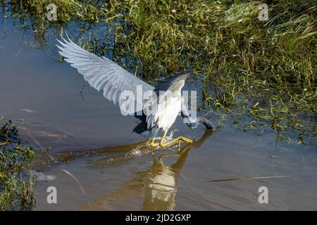 Un héron tricolore, Egretta tricolor, frappe un poisson dans un marais humide du South Padre Island Birding Center, Texas. Banque D'Images